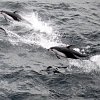 Jet Ski rider seen 'speeding toward' dolphins in BC waters fined $5K