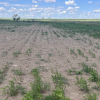 'Everything is dying': Prairie farmers, crops struggling with yearly droughts