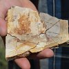 Secwépemc stewardship reshapes 53-million-year-old forest