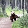 <span style="font-weight:bold;">VIDEO:</span> Grizzly lunges at hikers in southern Alberta