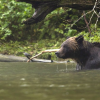 Grizzly on island is safety risk, cannot be relocated, BC conservation officers say