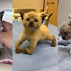 Kitten with congenital deformity one of many cats rescued from Kelowna property