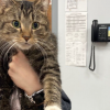 Cat born with 6 legs on the mend after surgery
