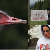 Photos: Protesters try to prevent ostrich cull at BC farm