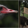 Judge refuses to allow more avian flu tests on ostriches at BC farm