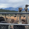 Rural BC officials receive 'gratitude' over landfill resolution before ostrich cull