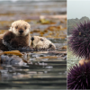 First Nations want to hunt sea otters following hard-won recovery