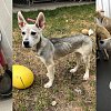 ‘These animals were suffering’: 6 puppies surrendered to BC SPCA Shuswap