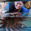 Scientists solve decade-long mystery of Pacific sea star epidemic