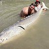 ‘Ghost’ landed at last: Record-breaking sturgeon caught and released near Lillooet