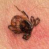 Be aware that it's tick season as you start to head outdoors more: IH