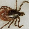 Climate change is driving a rise in tick-borne diseases. Here's what to know.