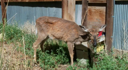 Province battles chronic wasting disease with targeted winter deer hunt in BC Interior