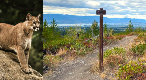 Kelowna's deer, elk, moose, bear, cougar, lynx and badger are happy