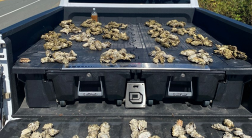 Ontario resident fined for overharvesting oysters while vacationing in BC