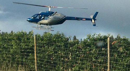 Helicopters hard at work drying Okanagan cherries after recent rainfall