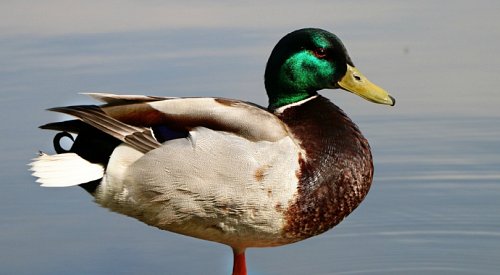 Cases of avian influenza confirmed in Oliver