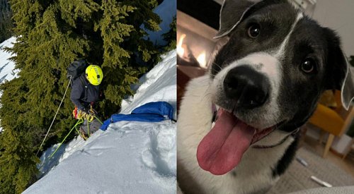 UPDATE: BC dog reunited with owners after going missing in mountains
